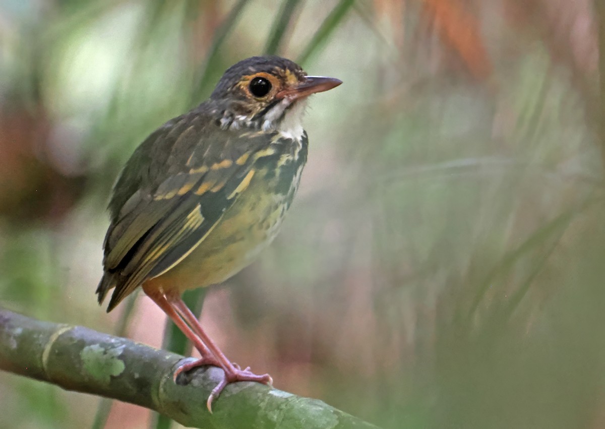 Spotted Antpitta - ML647400672