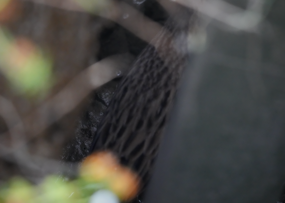 Ridgway's Rail - ML647400673