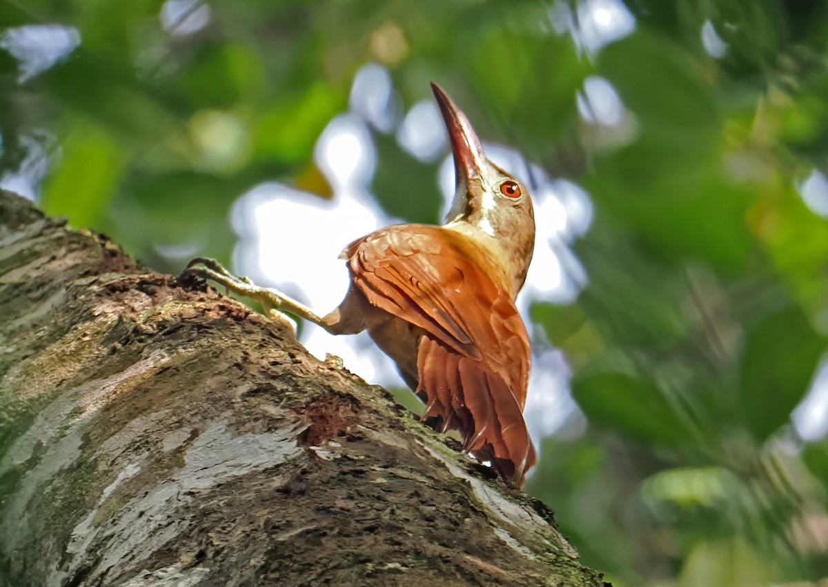 Red-billed Woodcreeper - ML647400674
