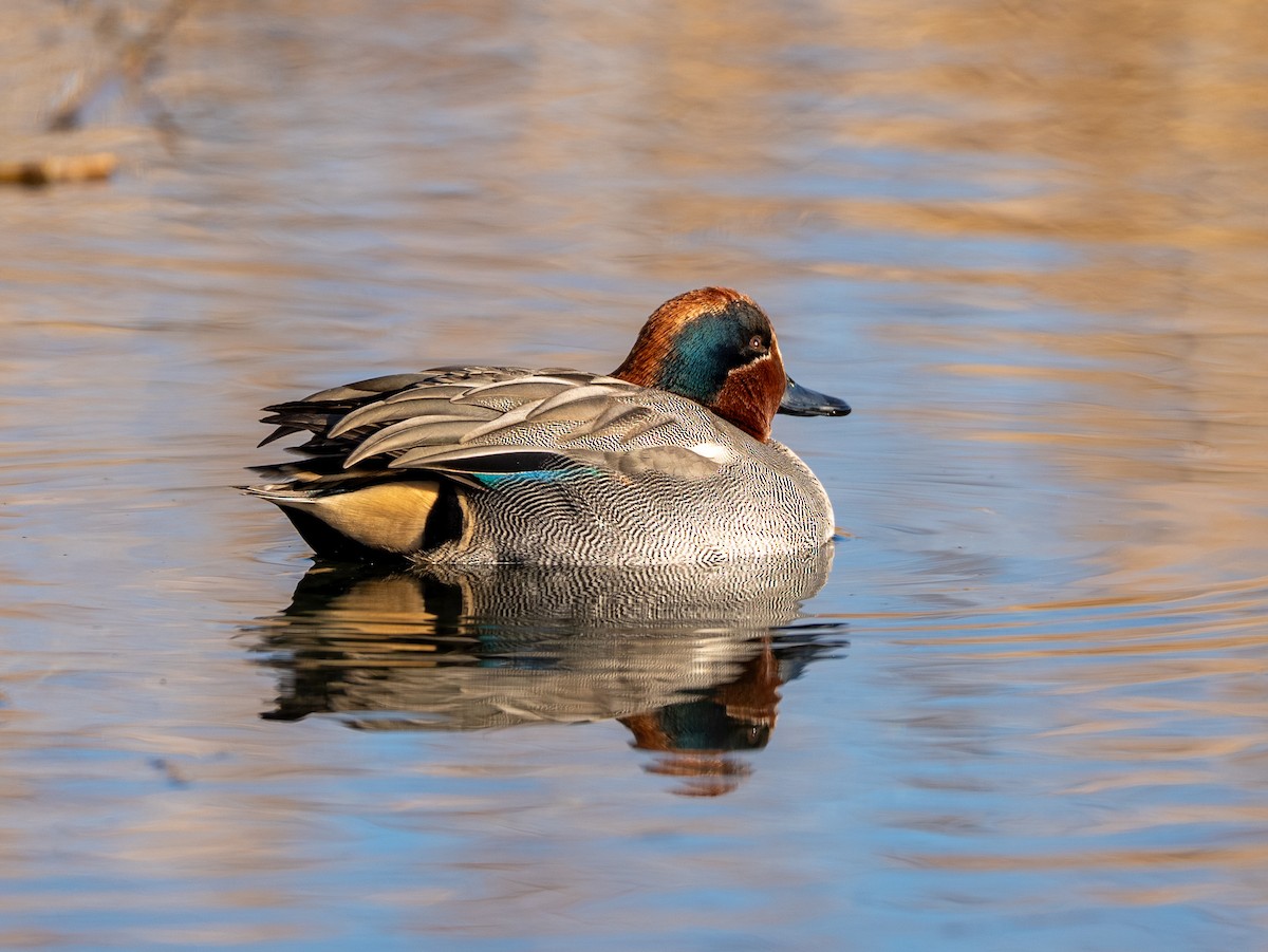 Green-winged Teal - ML647400675