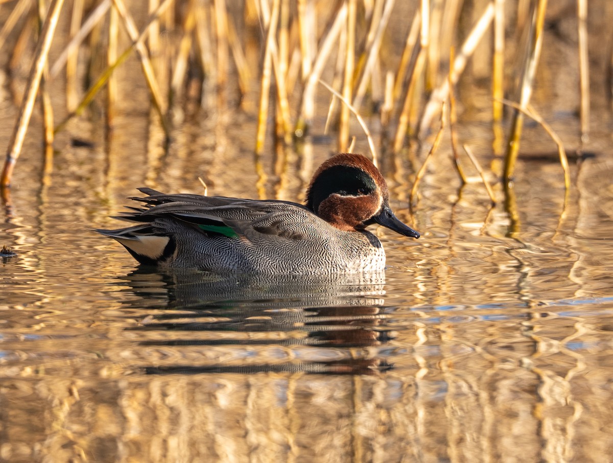 Green-winged Teal - ML647400676