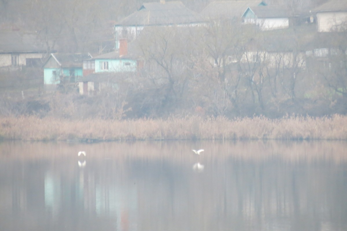 Great Egret - ML647400677