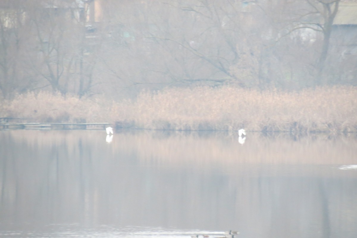 Great Egret - ML647400678