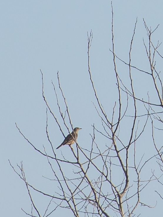 槲鶇 - ML647400685