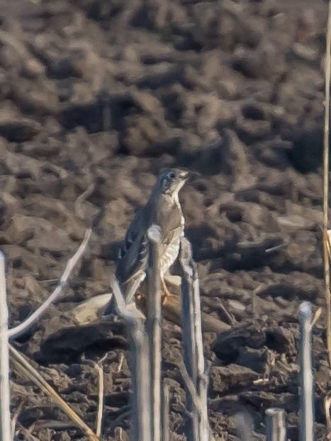 槲鶇 - ML647400686