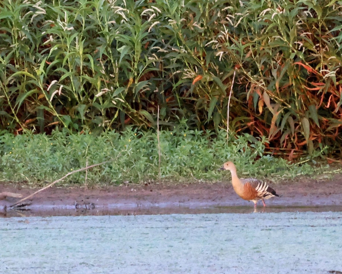 Розовоногая древесная утка - ML647400693