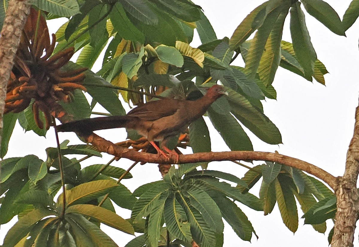 Малая чачалака - ML647400694