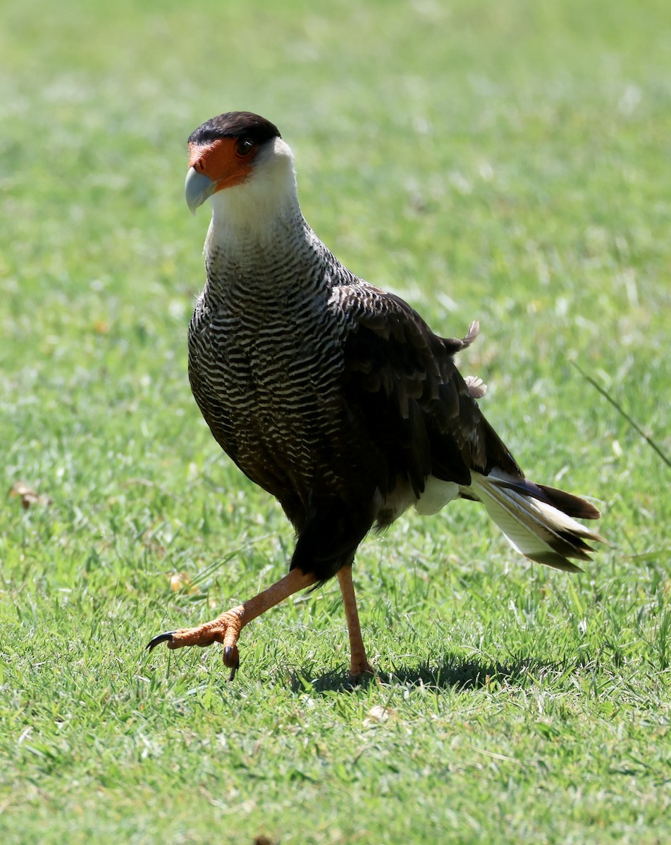 Равнинная каракара - ML647400695