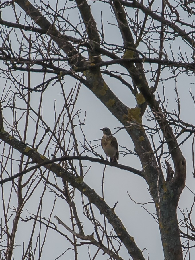 Рябинник - ML647400696