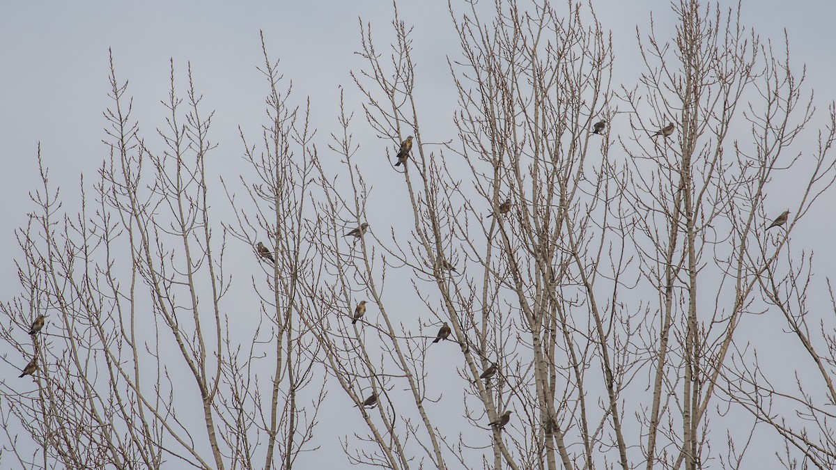 Рябинник - ML647400697