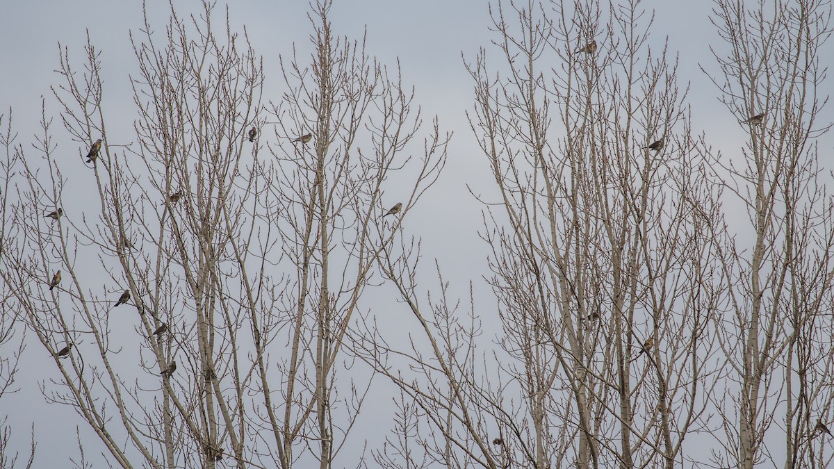 Рябинник - ML647400698