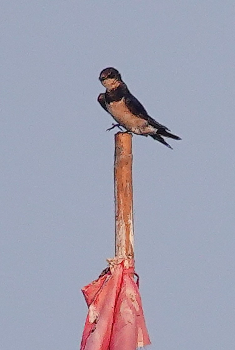 Деревенская ласточка (gutturalis/mandschurica) - ML647400699