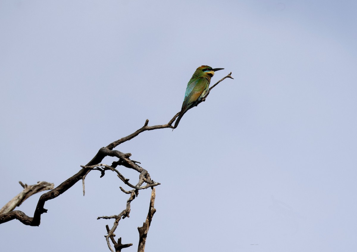 Радужная щурка - ML647400700