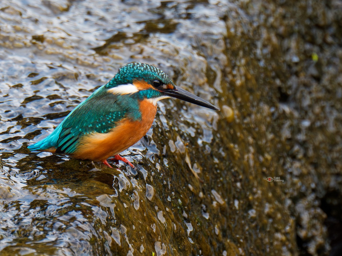 Зимородок - ML647400701