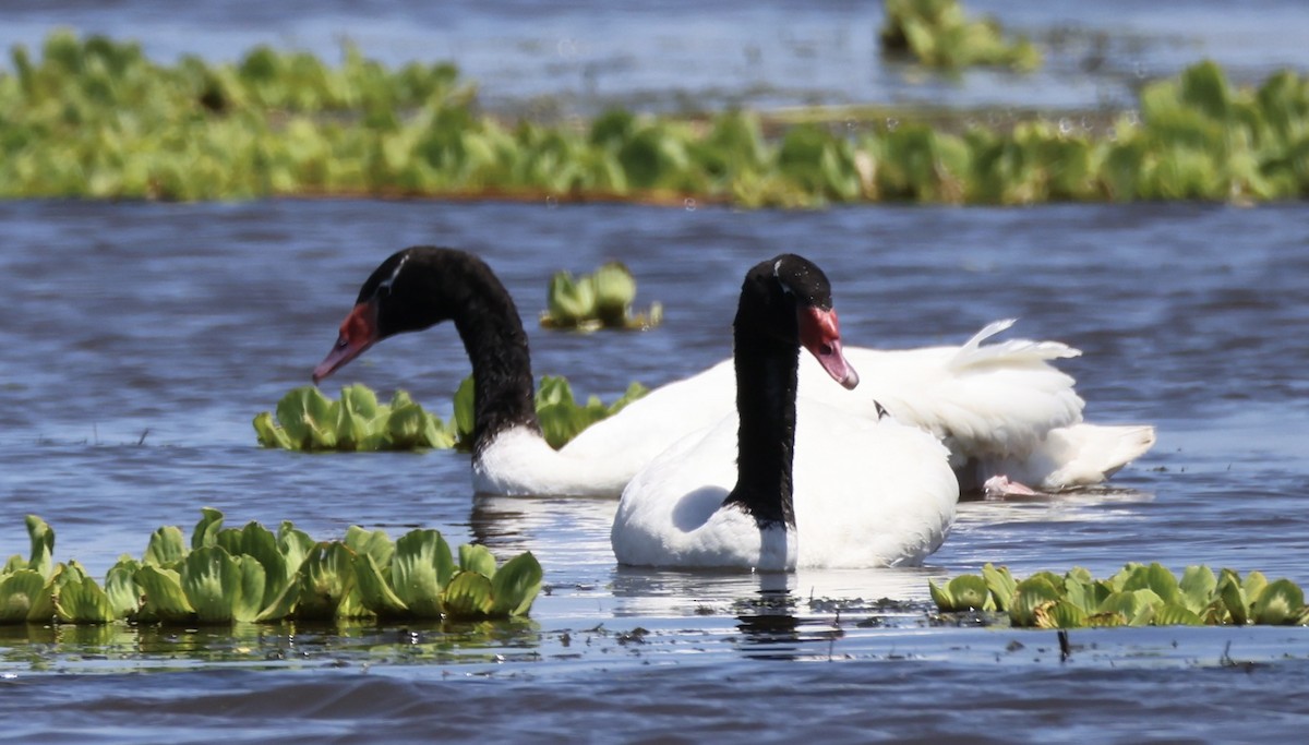 Черношейный лебедь - ML647400702
