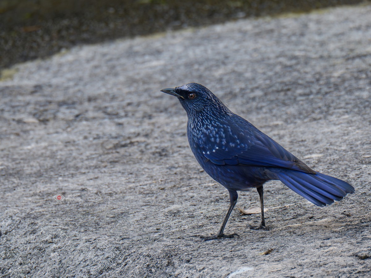 Синяя птица - ML647400703