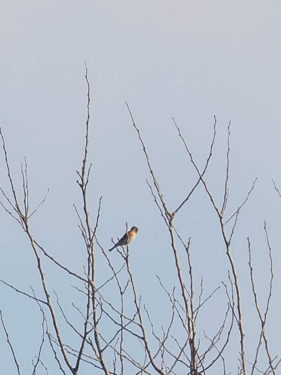 Вьюрок - ML647400704