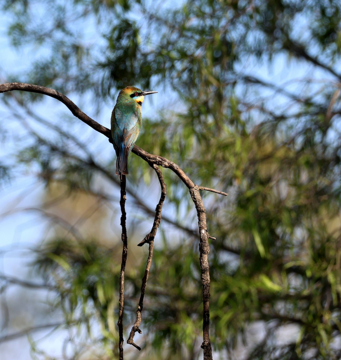 Радужная щурка - ML647400706