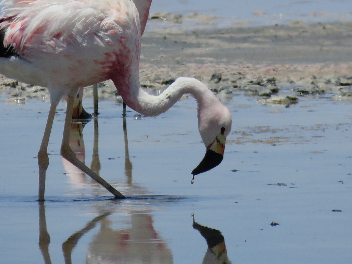 Андский фламинго - ML647400707