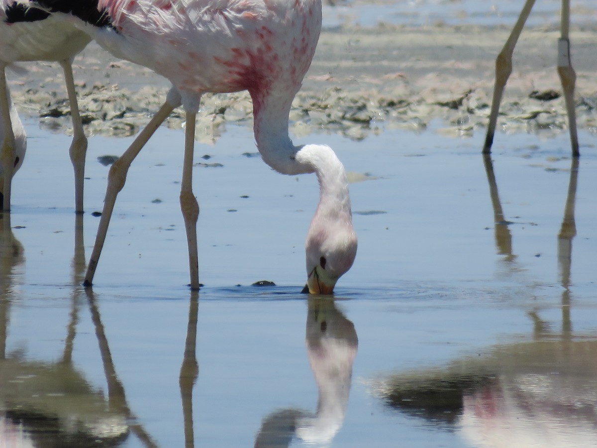 Андский фламинго - ML647400708