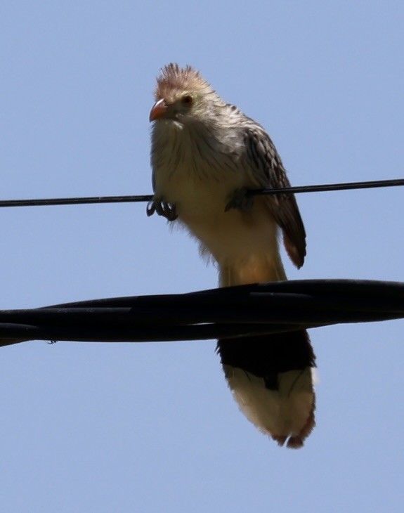 Гуира - ML647400709