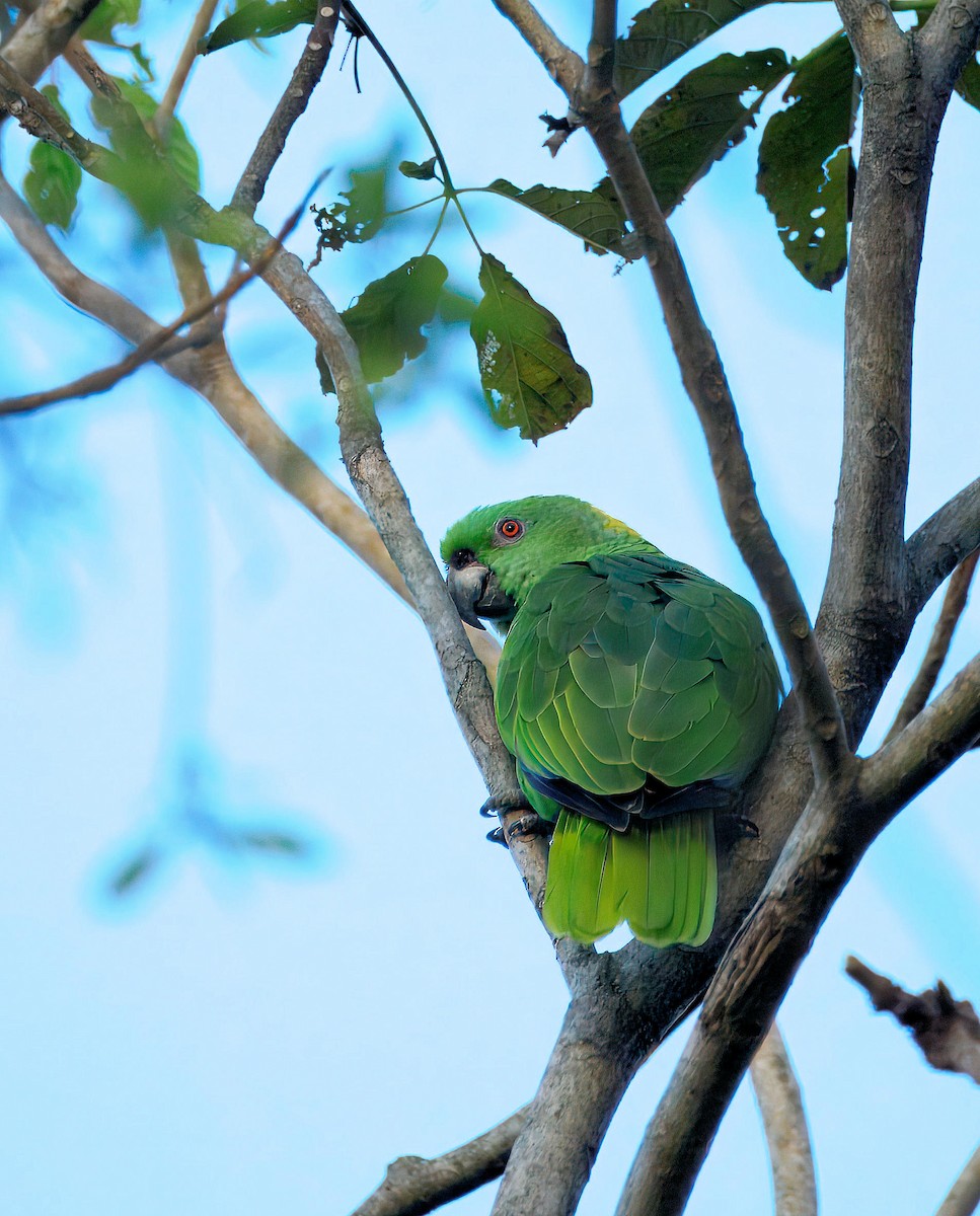 Желтошейный амазон - ML647400710