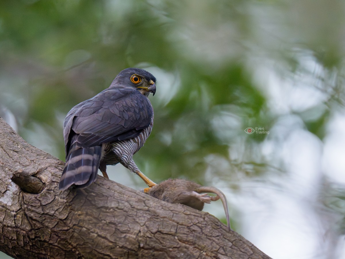 Хохлатый ястреб - ML647400711