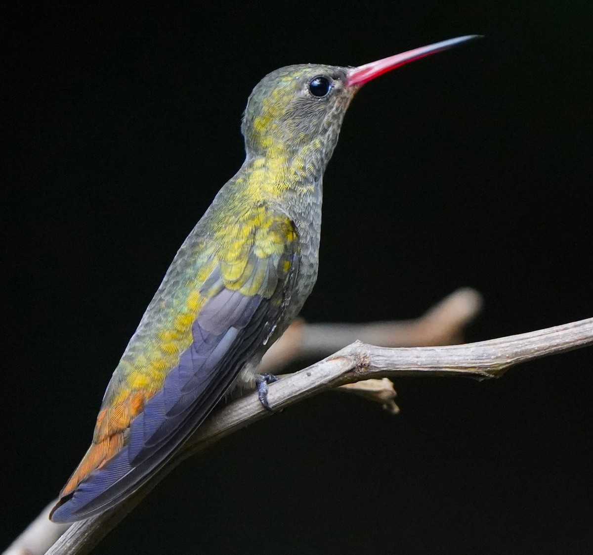 Золотистый сапфир - ML647400712