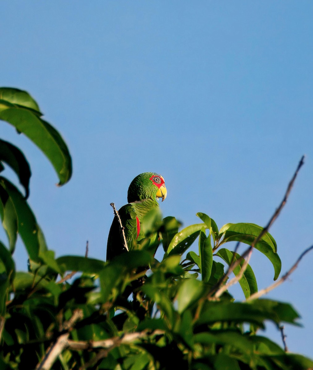 Белолобый амазон - ML647400713