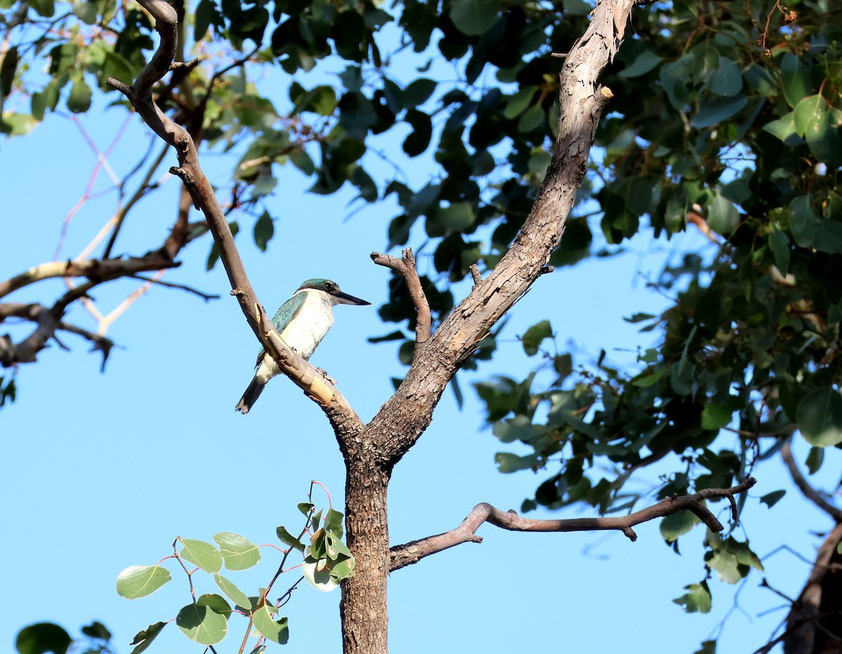 Священная альциона - ML647400714