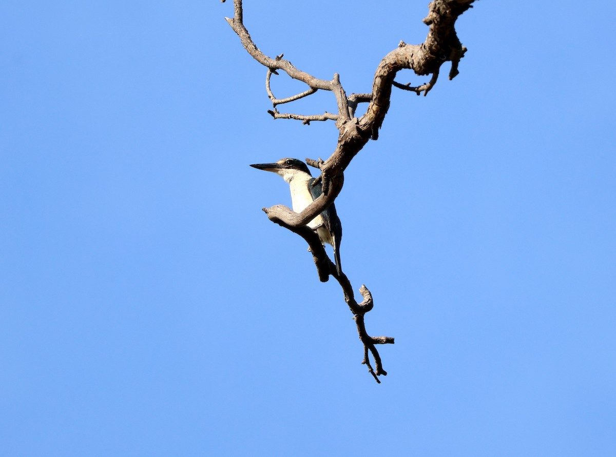 Священная альциона - ML647400715