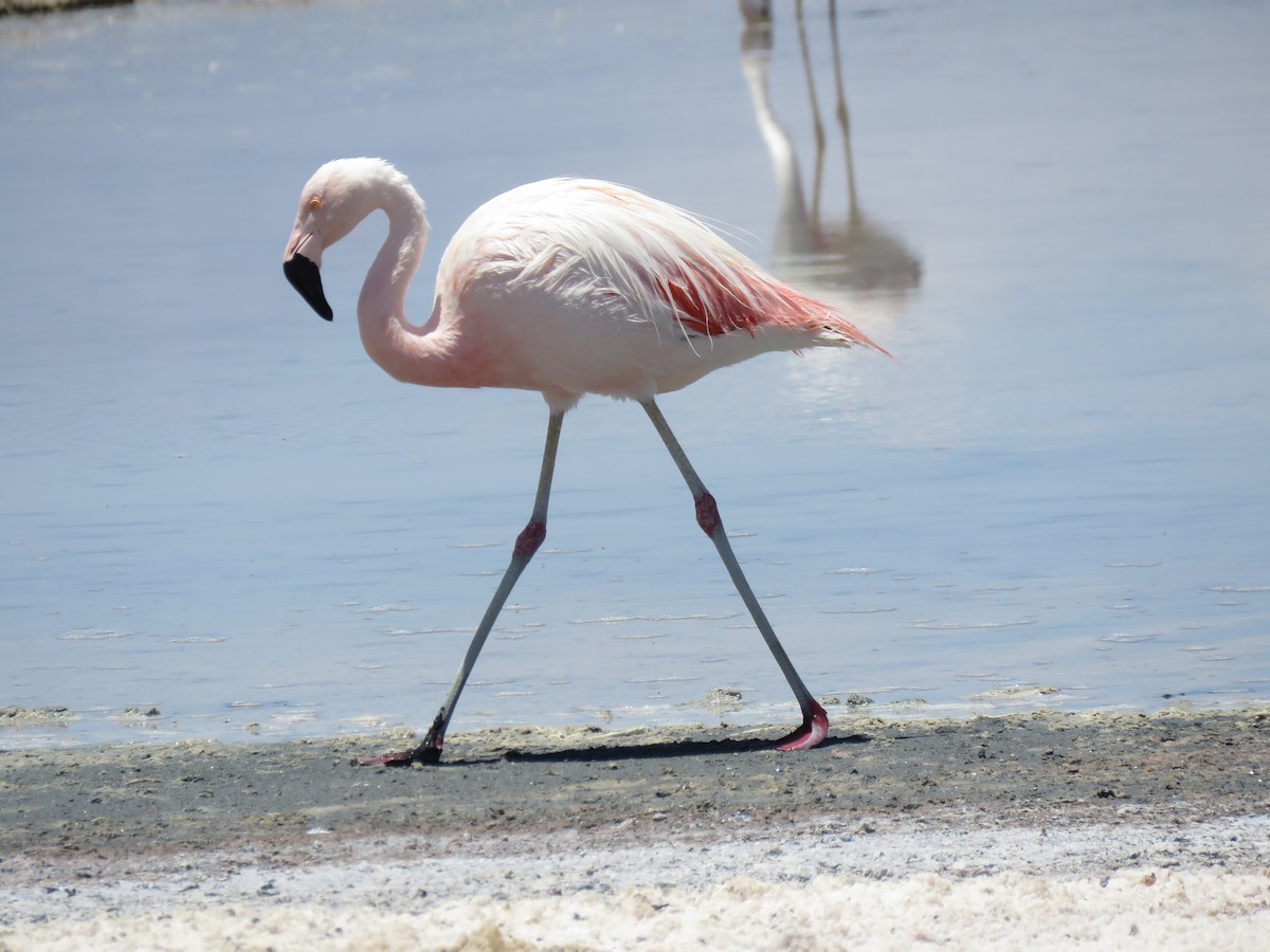 Чилийский фламинго - ML647400716