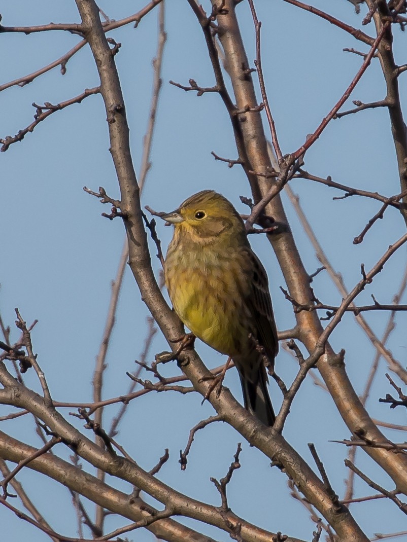 Обыкновенная овсянка - ML647400717