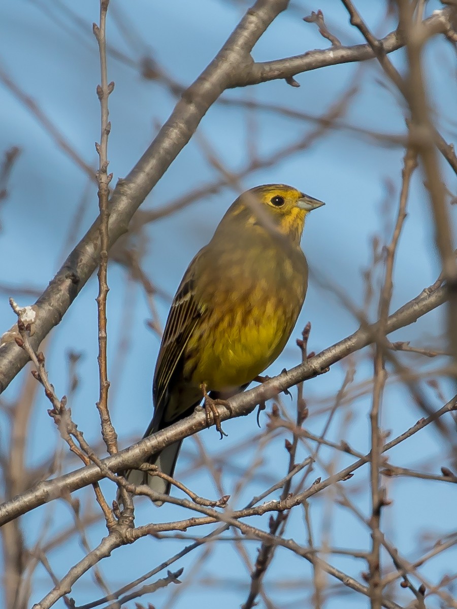 Обыкновенная овсянка - ML647400718