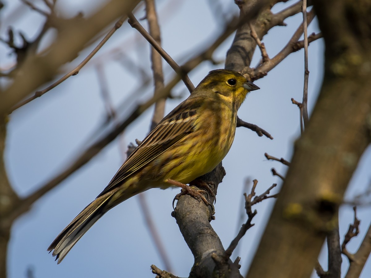 Обыкновенная овсянка - ML647400719