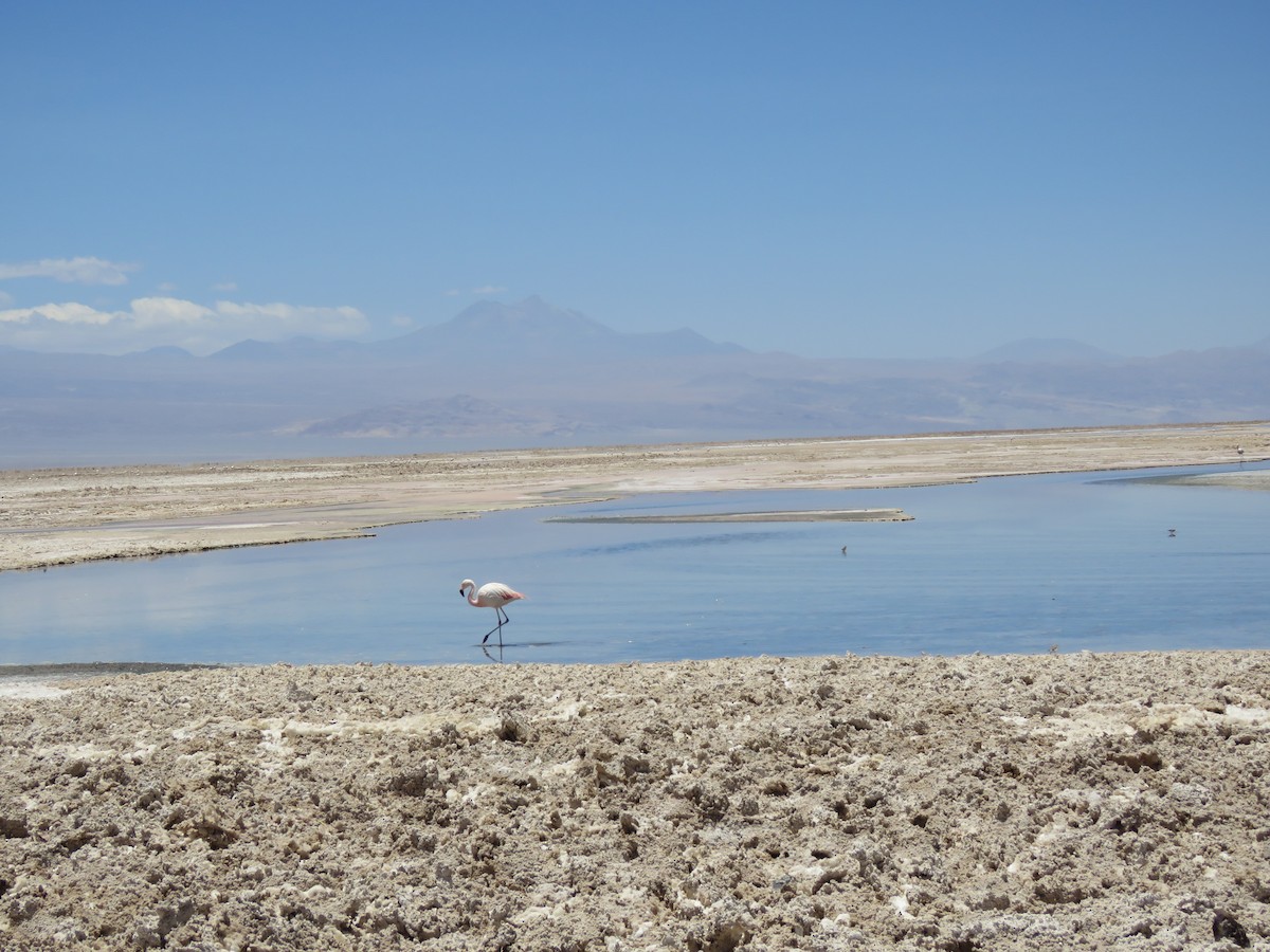 Чилийский фламинго - ML647400720