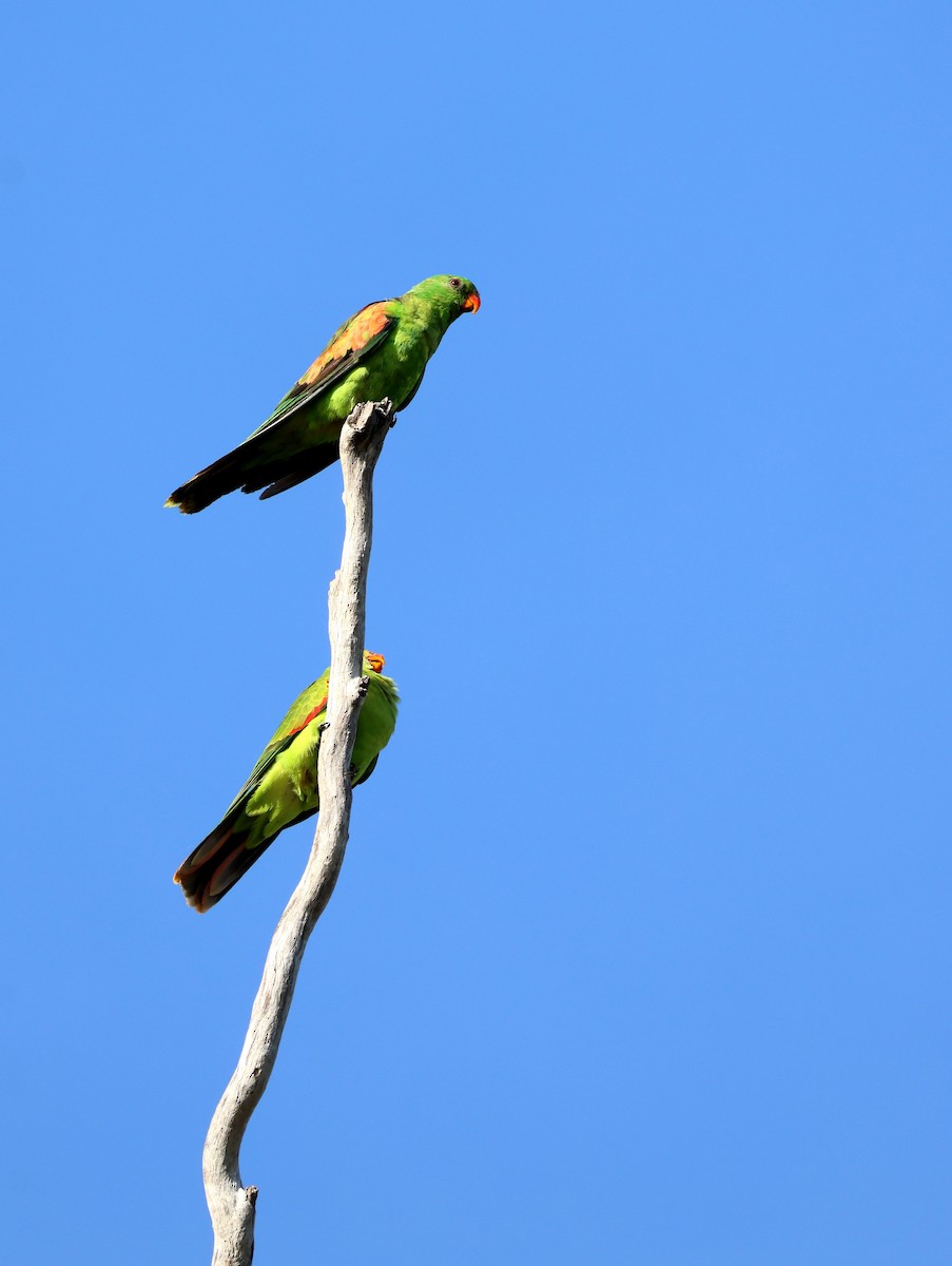 Краснокрылый попугай - ML647400722