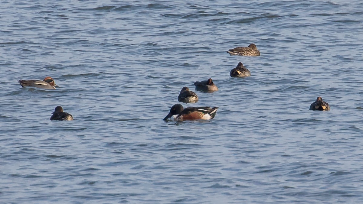 Широконоска - ML647400723