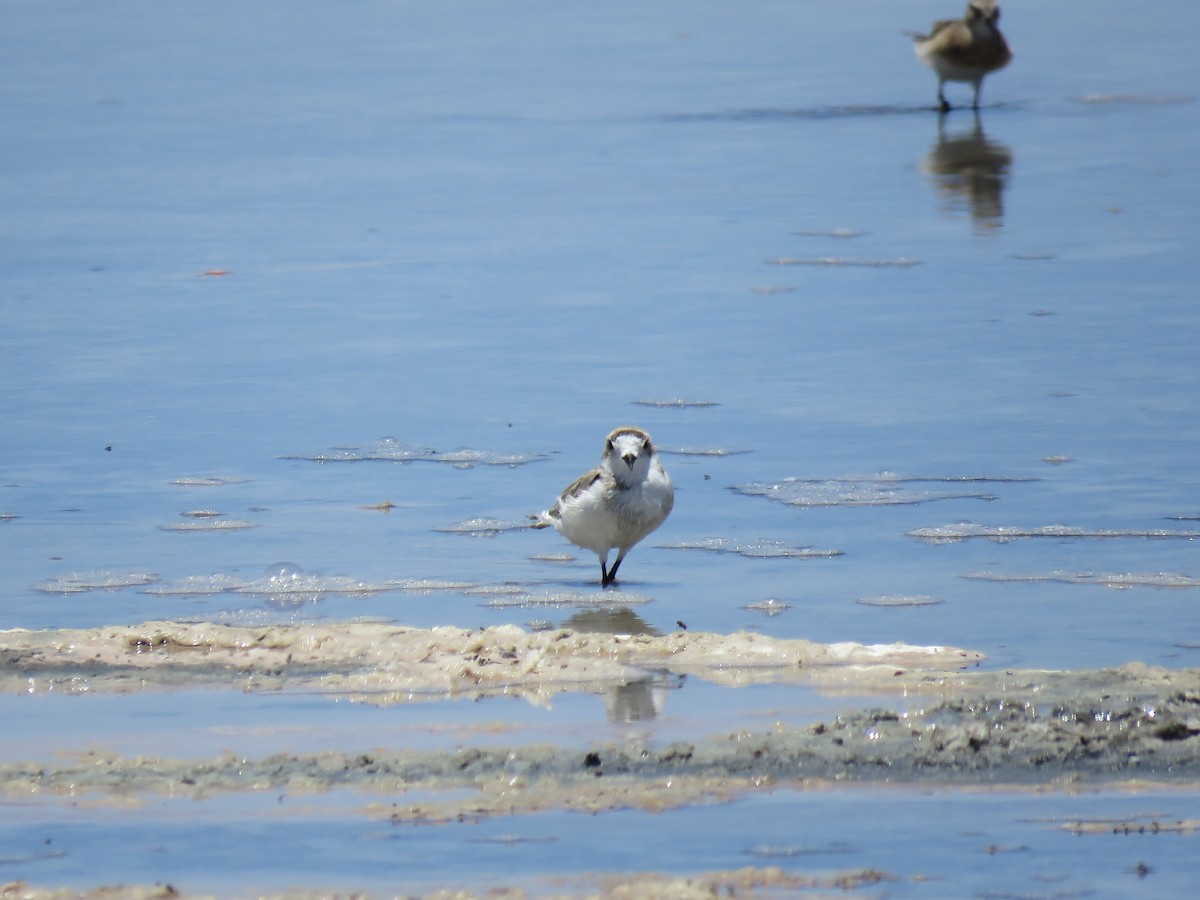 Puna Plover - ML647400725