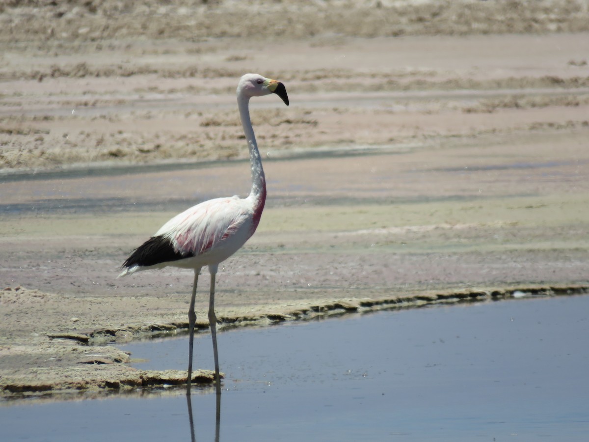 Andean Flamingo - ML647400727