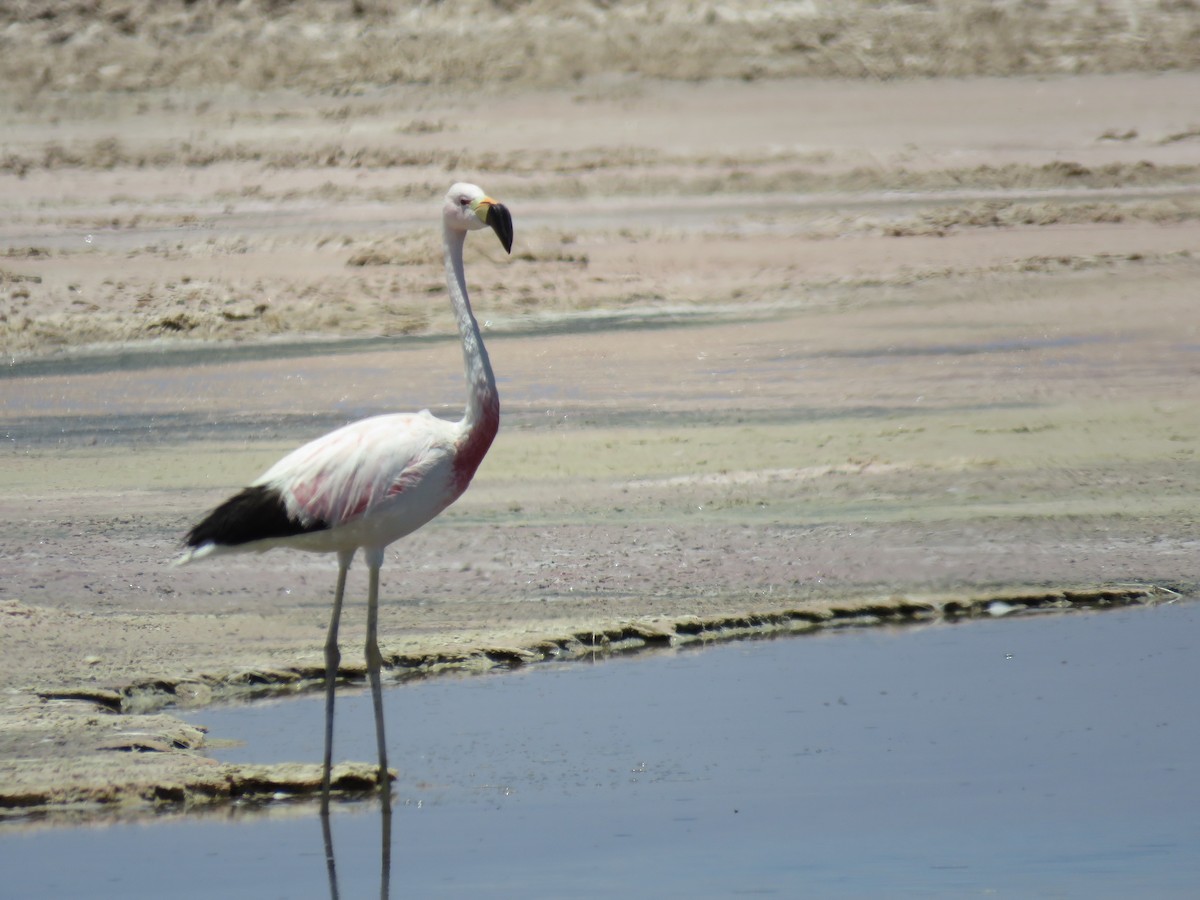 Andean Flamingo - ML647400728