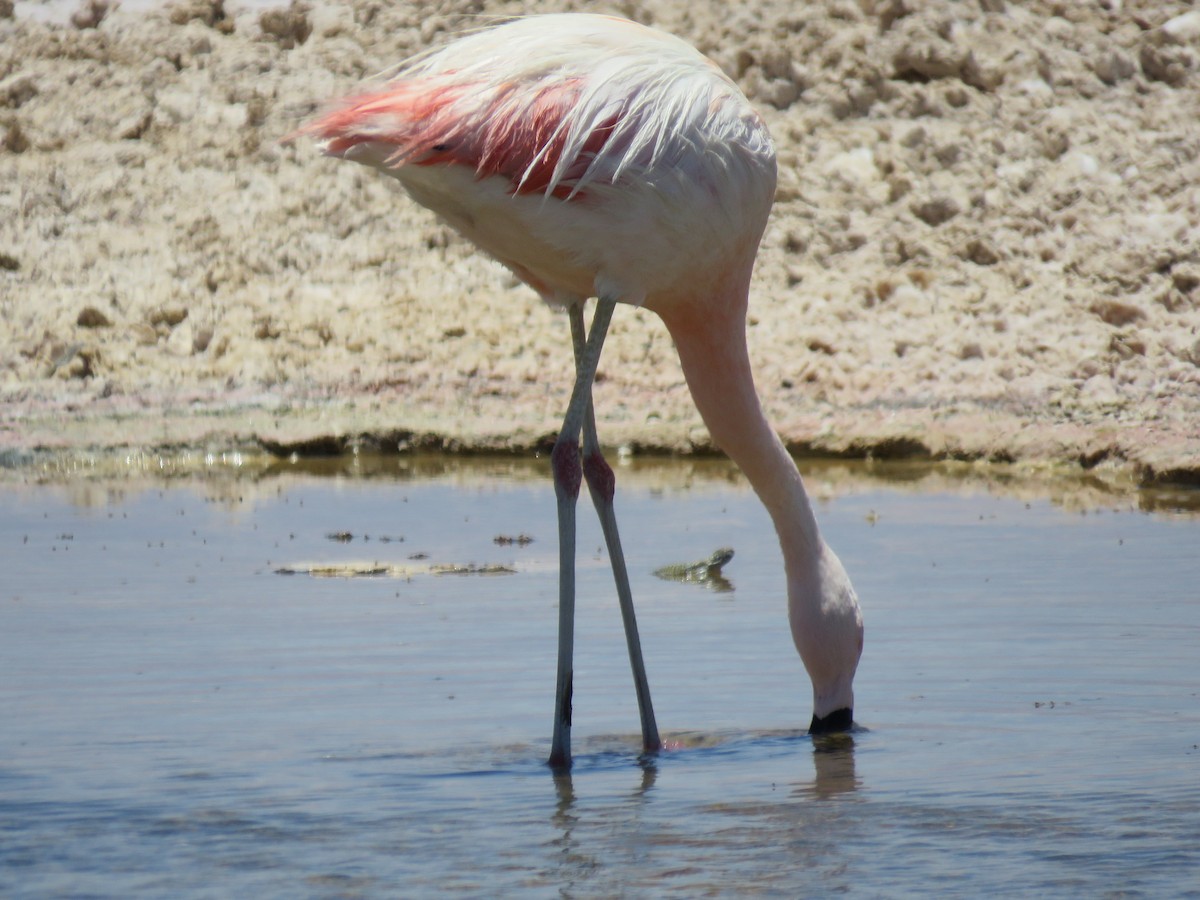 Chilean Flamingo - ML647400731