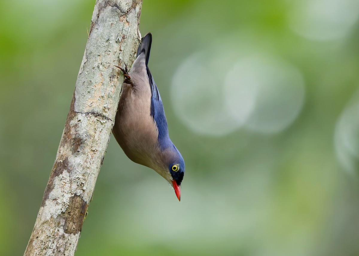 Velvet-fronted Nuthatch - ML647400737