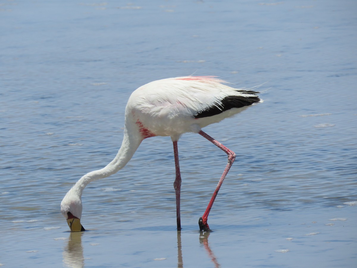 James's Flamingo - ML647400738