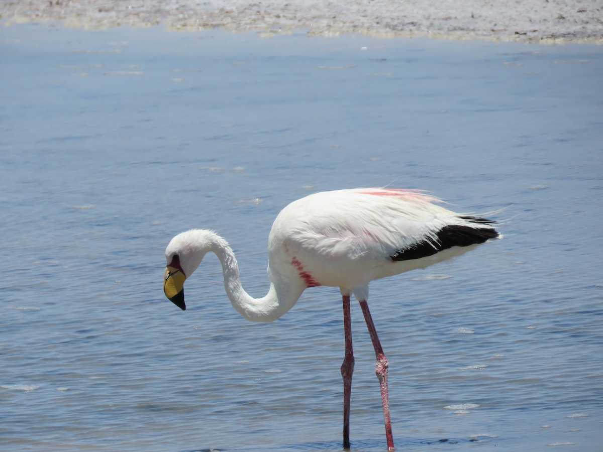 James's Flamingo - ML647400739