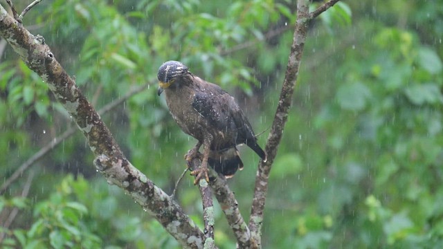 Culebrera Chiíla - ML647400755