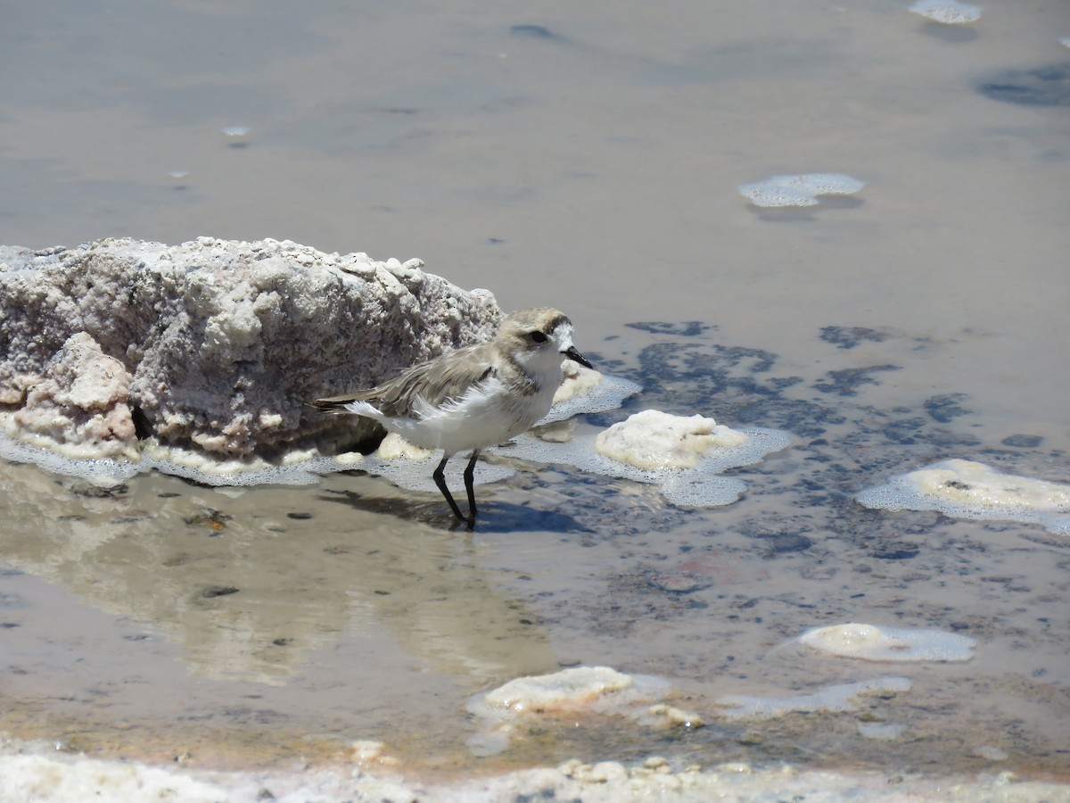 Puna Plover - ML647400757