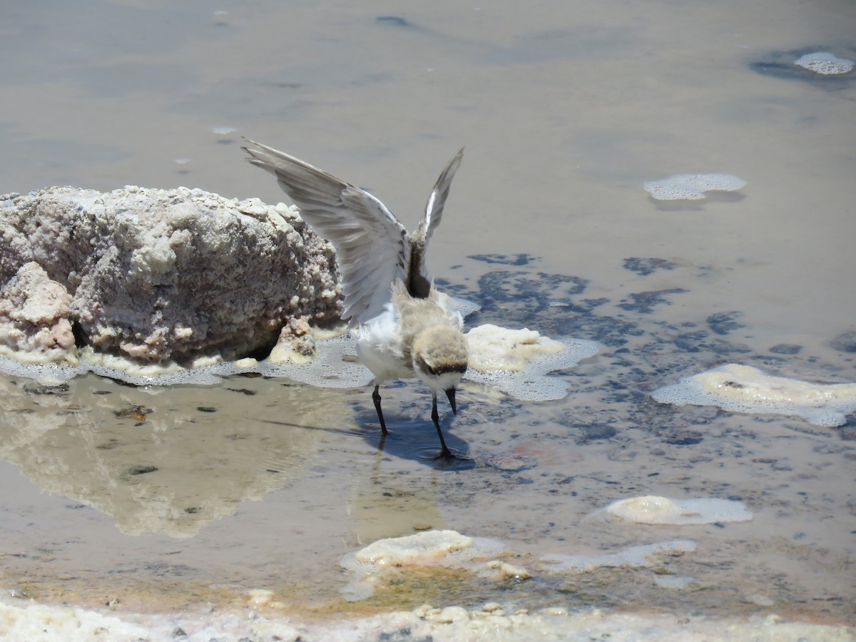 Puna Plover - ML647400758