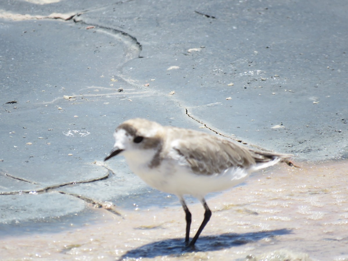 Puna Plover - ML647400761