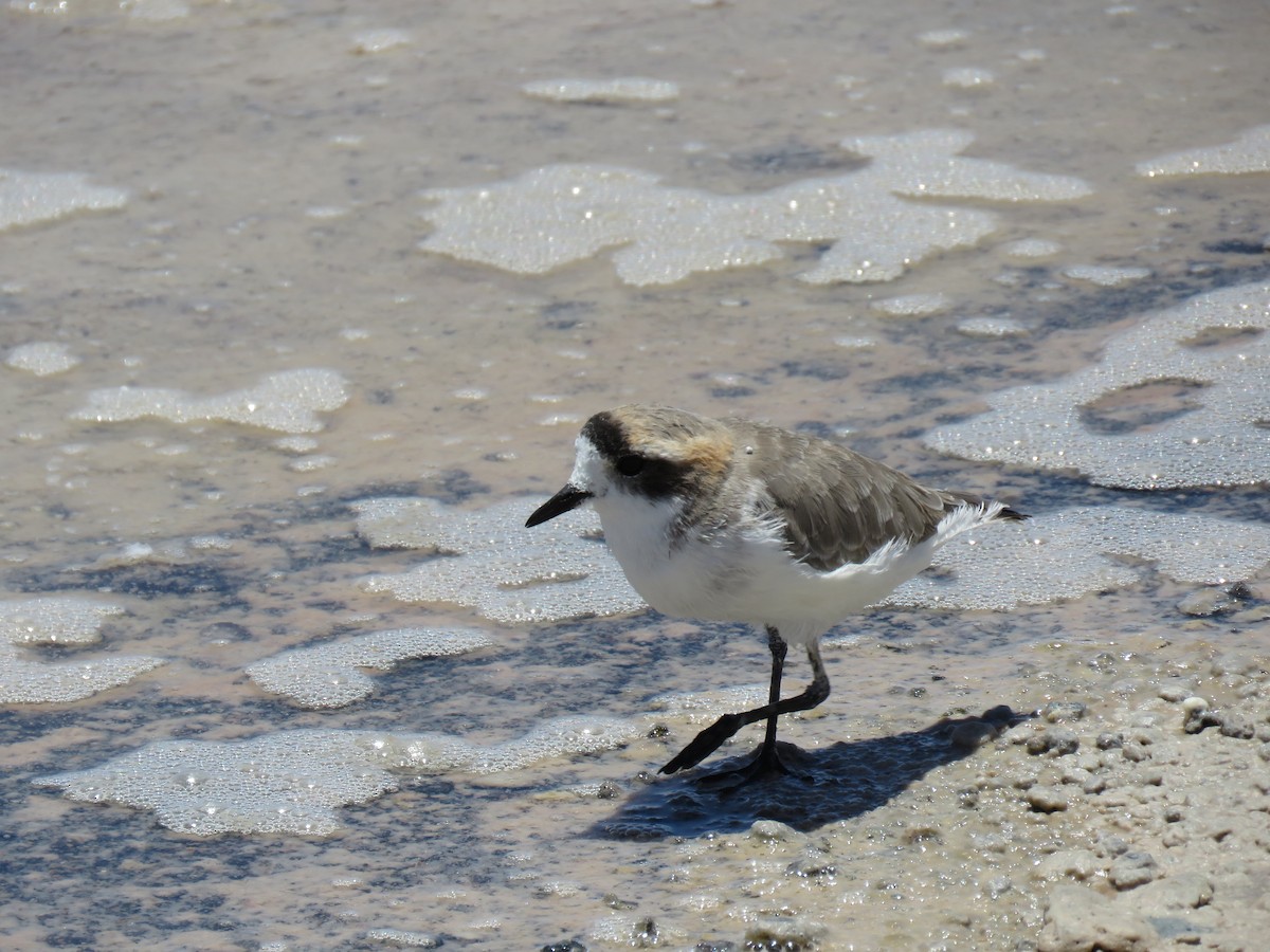 Puna Plover - ML647400762
